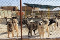 دستور معاون سیاسی‌ و اجتماعی استانداری در خصوص سگ‌های ولگرد